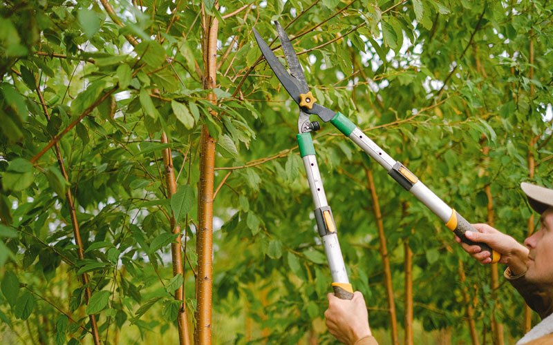 Tree trimming in Balaton, MN